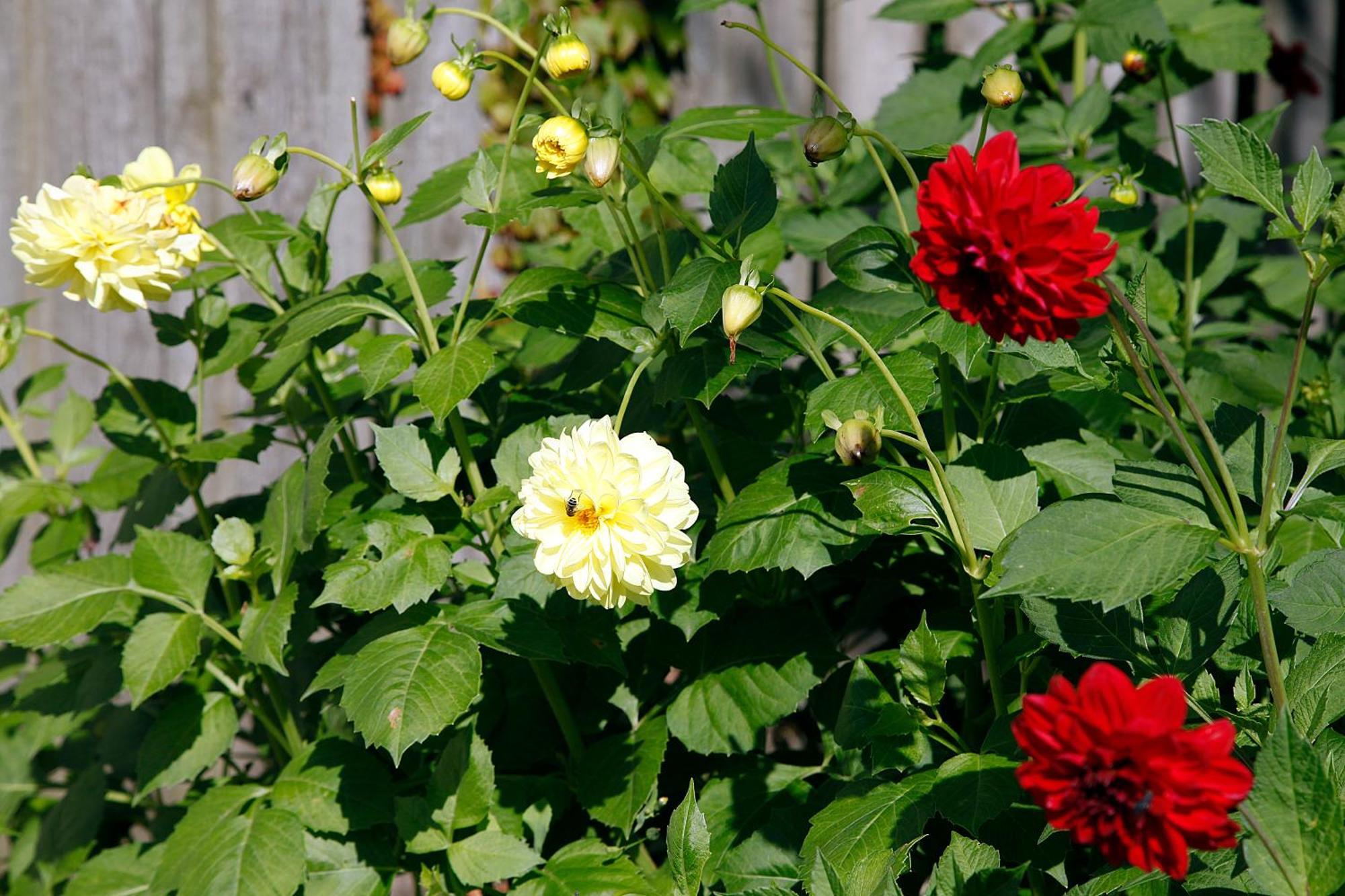 Cafehaven Bed & Breakfast Børglum Rom bilde